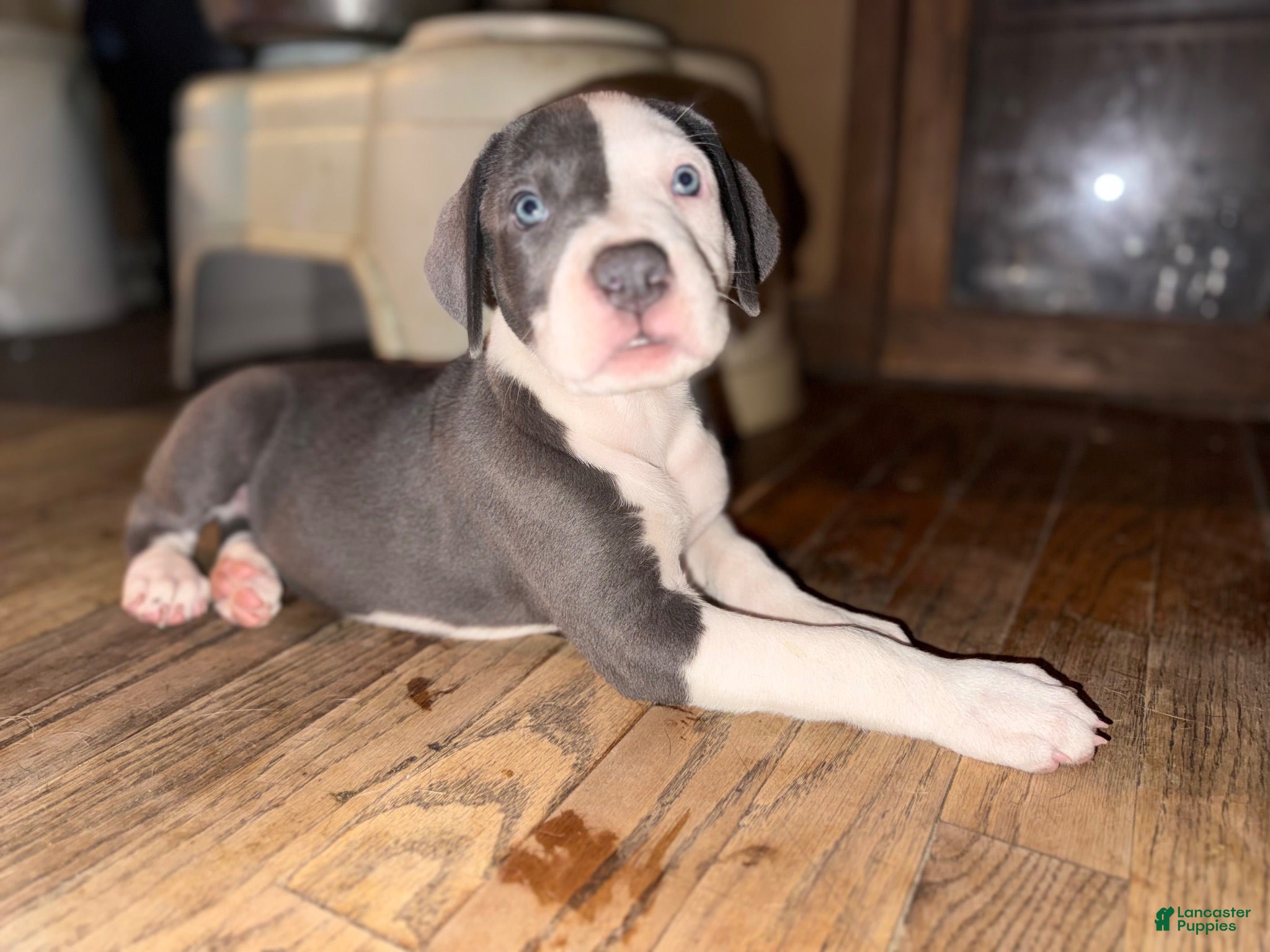 Mixed Breed dogs Baby 4 - Ad 32