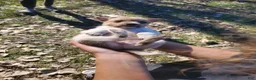 Jack Russell Terrier dogs for sale: Jack Russell Terrier 4 - Ad 6