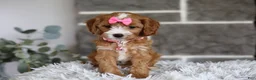 Cavapoo dogs for sale: Penny - Ad 11