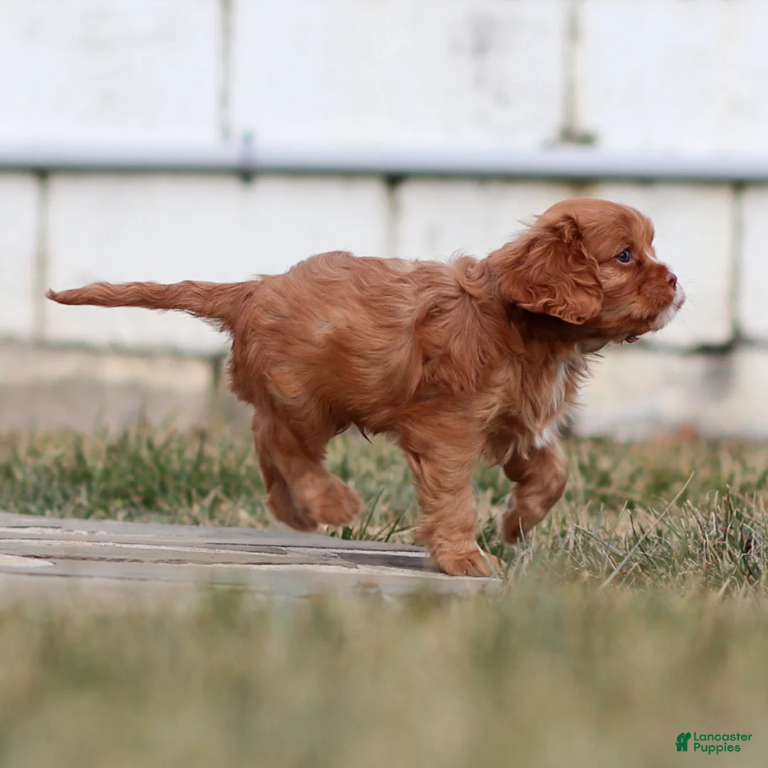 Cavalier King Charles Spaniel dogs for sale: Colsen - Ad 3