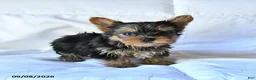 Yorkshire Terrier dogs for sale: Blitz  - Ad 4