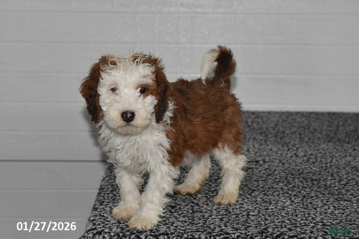Mini Sheepadoodle dogs Leo - Ad 9