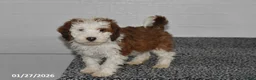 Mini Sheepadoodle dogs for sale: Leo - Ad 1