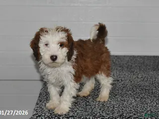 Mini Sheepadoodle dogs Leo - Ad 9