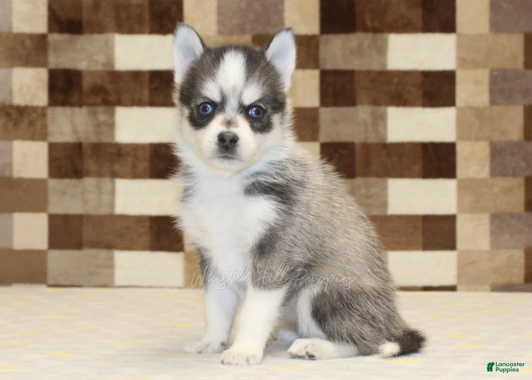 Pomsky dogs for sale: Jewel - Ad 4