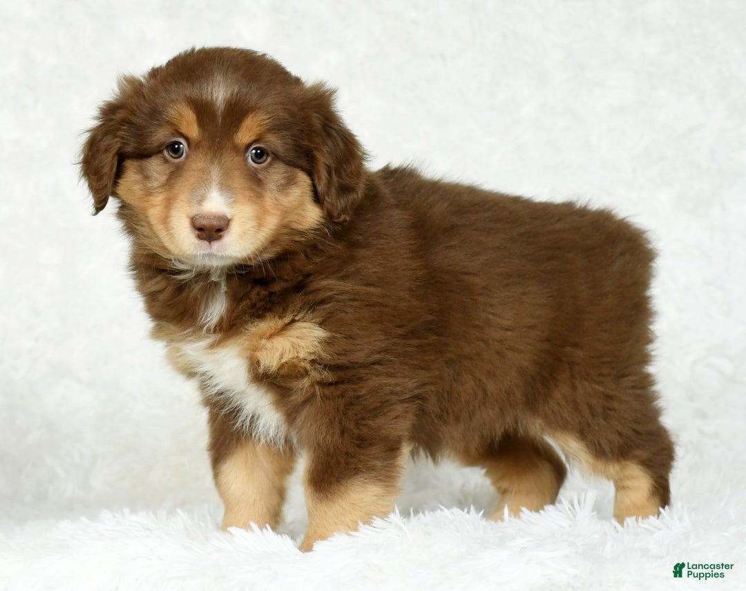Australian Shepherd dogs for sale: Connie - Ad 2