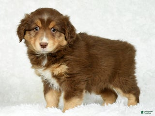 Australian Shepherd dogs Connie - Ad 28