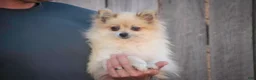 Pomeranian dogs for sale: Daphne Pomeranian  - Ad 8