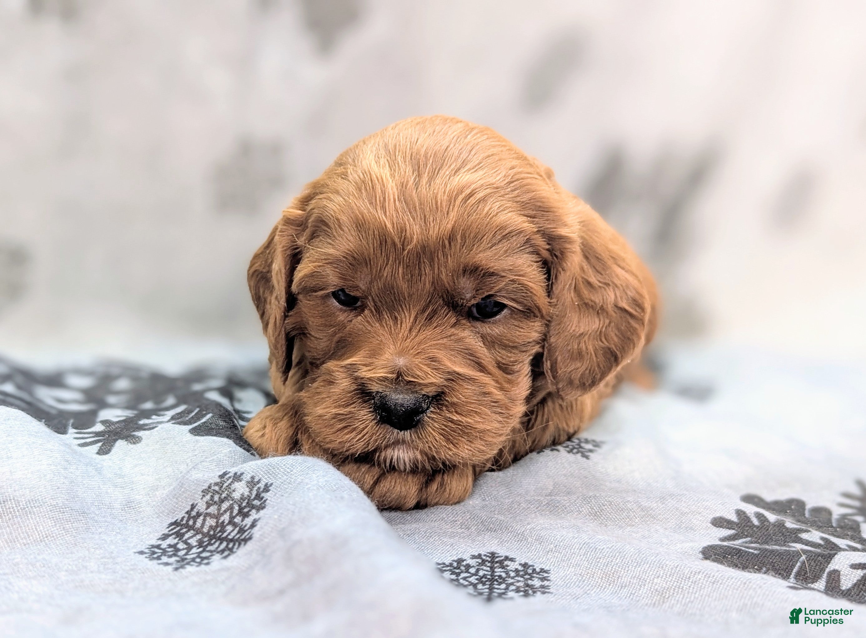 Cavapoo dogs Potato - Ad 7