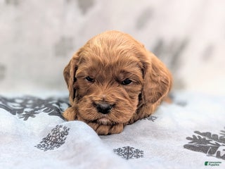 Cavapoo dogs Potato - Ad 8