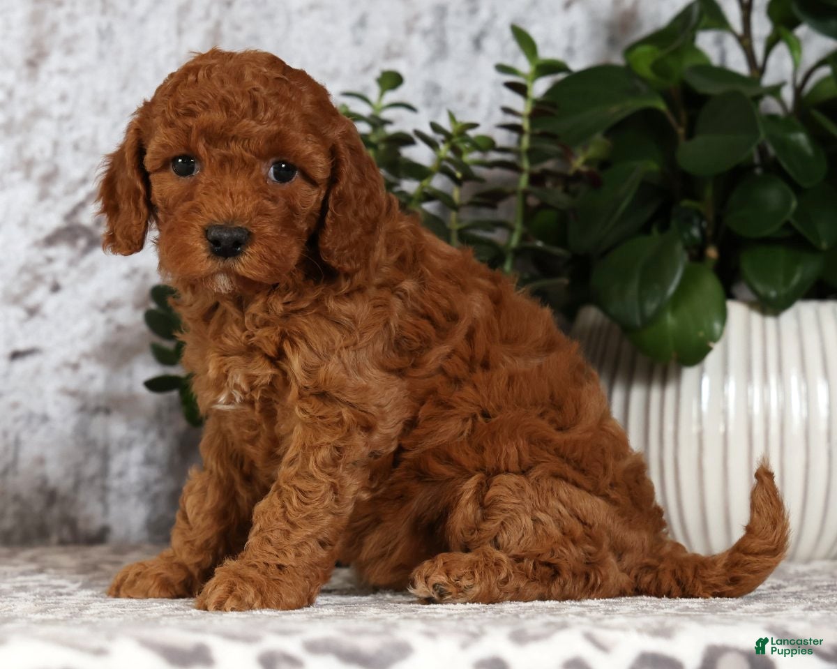Cavapoo dogs Candy - Ad 2