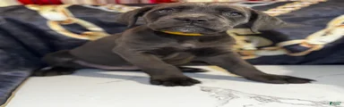 Jude