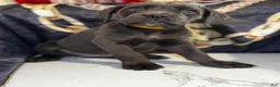 Cane Corso dogs for sale: Jude - Ad 1