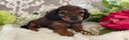 Miniature Dachshund dogs for sale: Moose - Ad 5