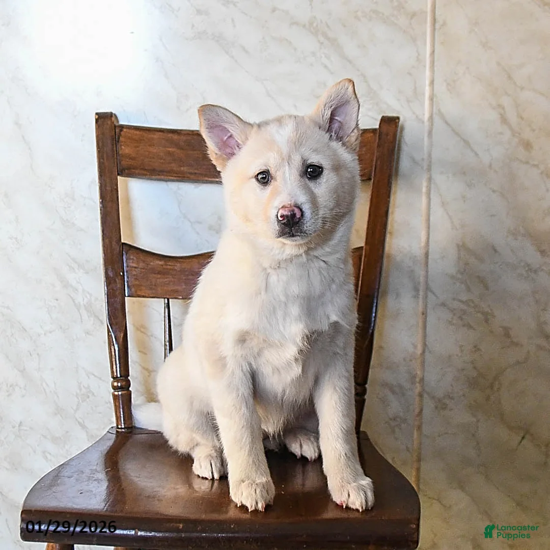 Mixed Breed dogs for sale: Olivia - Ad 3