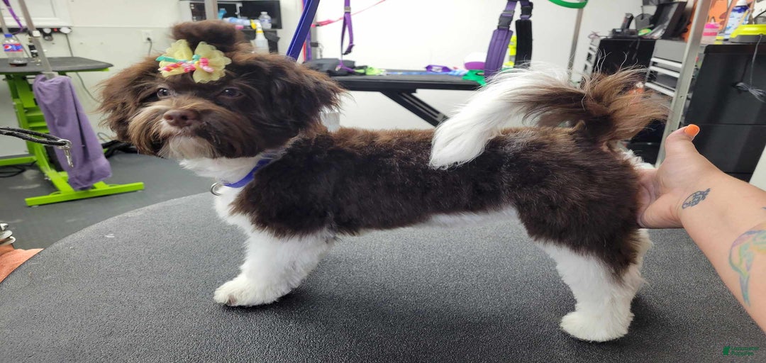 Gallery Image {{count}}