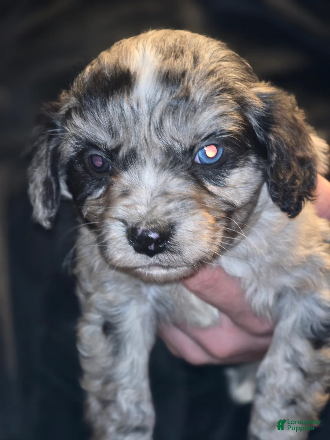 Mixed Breed dogs for sale: Aussalier  - Ad 12