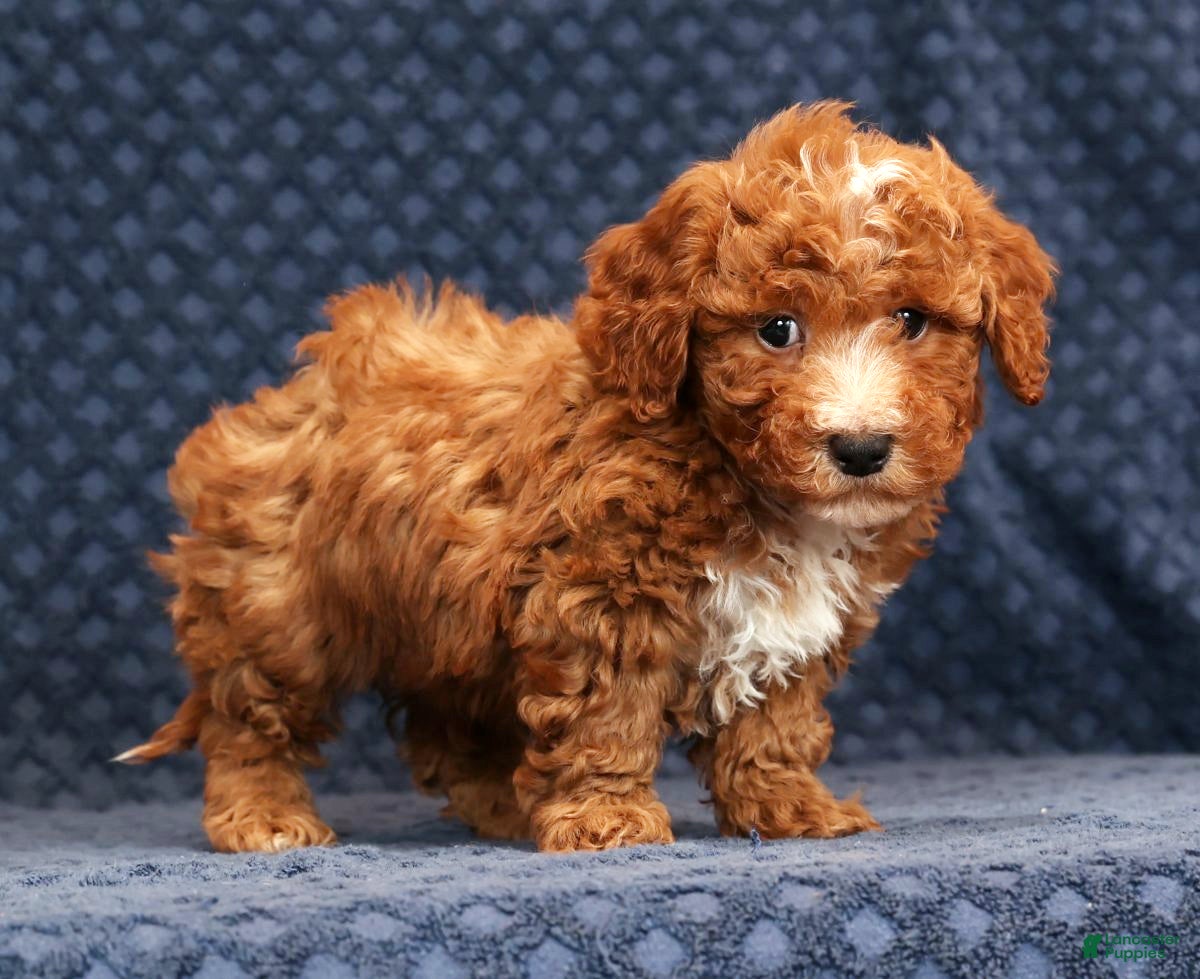 Bichpoo dogs Eric - Ad 6