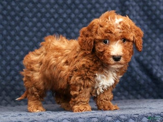 Bichpoo dogs Eric - Ad 6