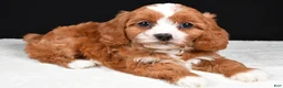 Cavapoo dogs for sale: Kairi - Ad 1
