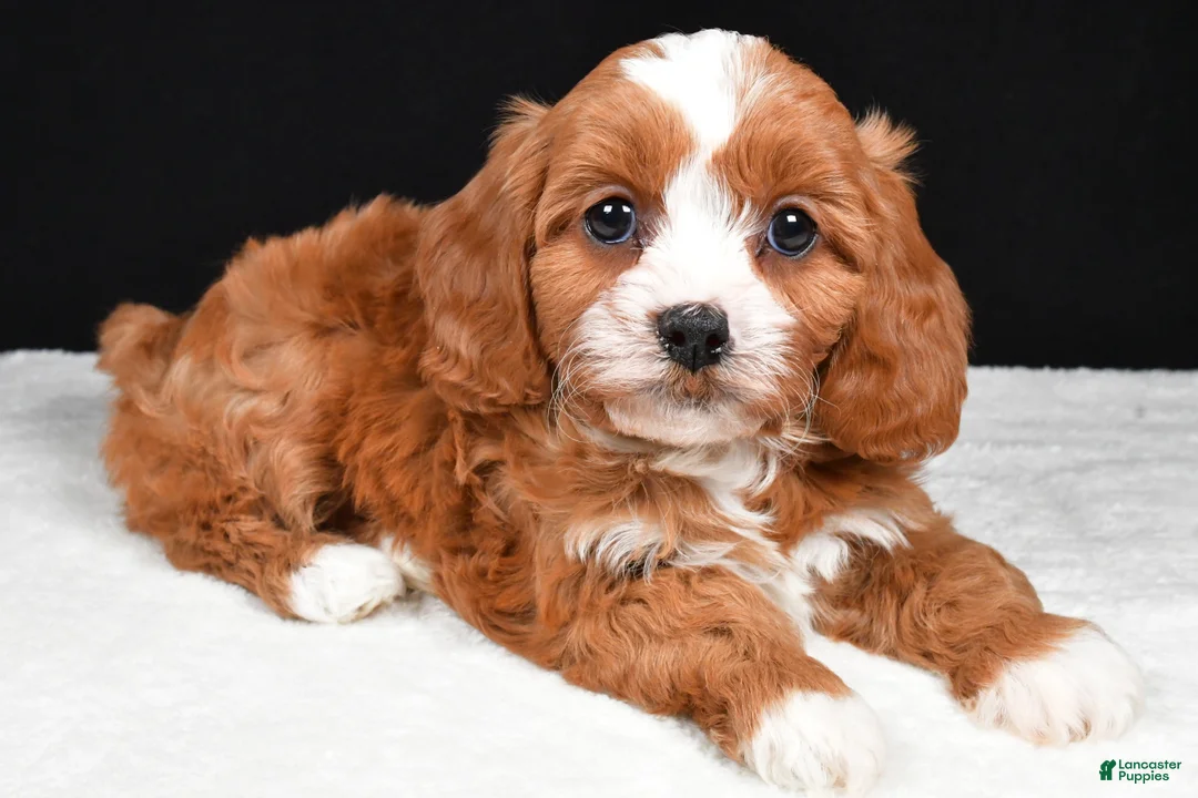 Cavapoo dogs for sale: Kairi - Ad 1