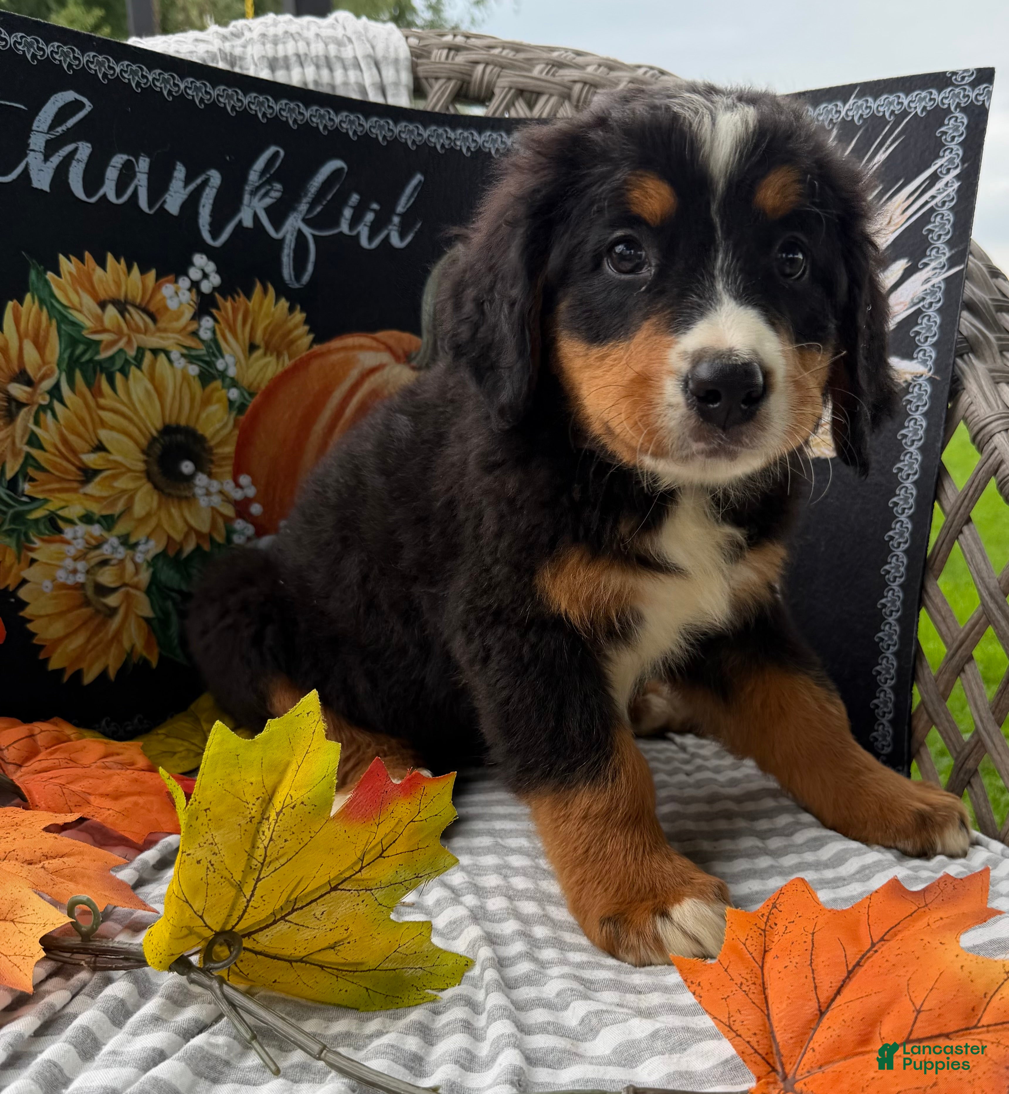 Bernese Mountain Dog dogs Blitz - Ad 2