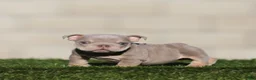 English Bulldog dogs for sale: English Bulldog 2 - Ad 1