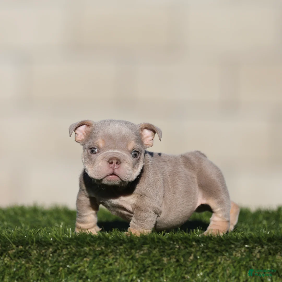 English Bulldog dogs for sale: English Bulldog 2 - Ad 1