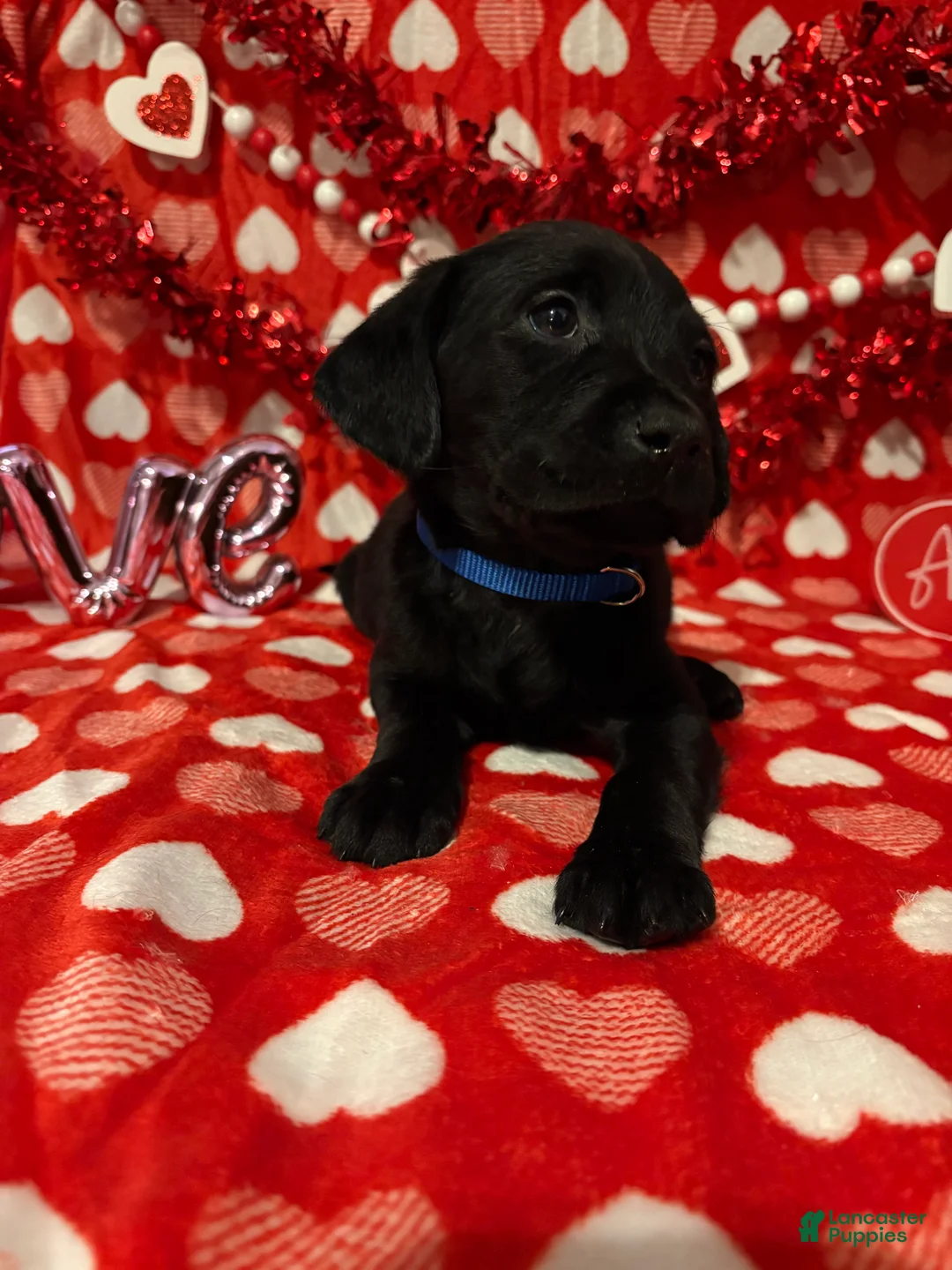 Labrador Retriever dogs for sale: Major - Ad 1