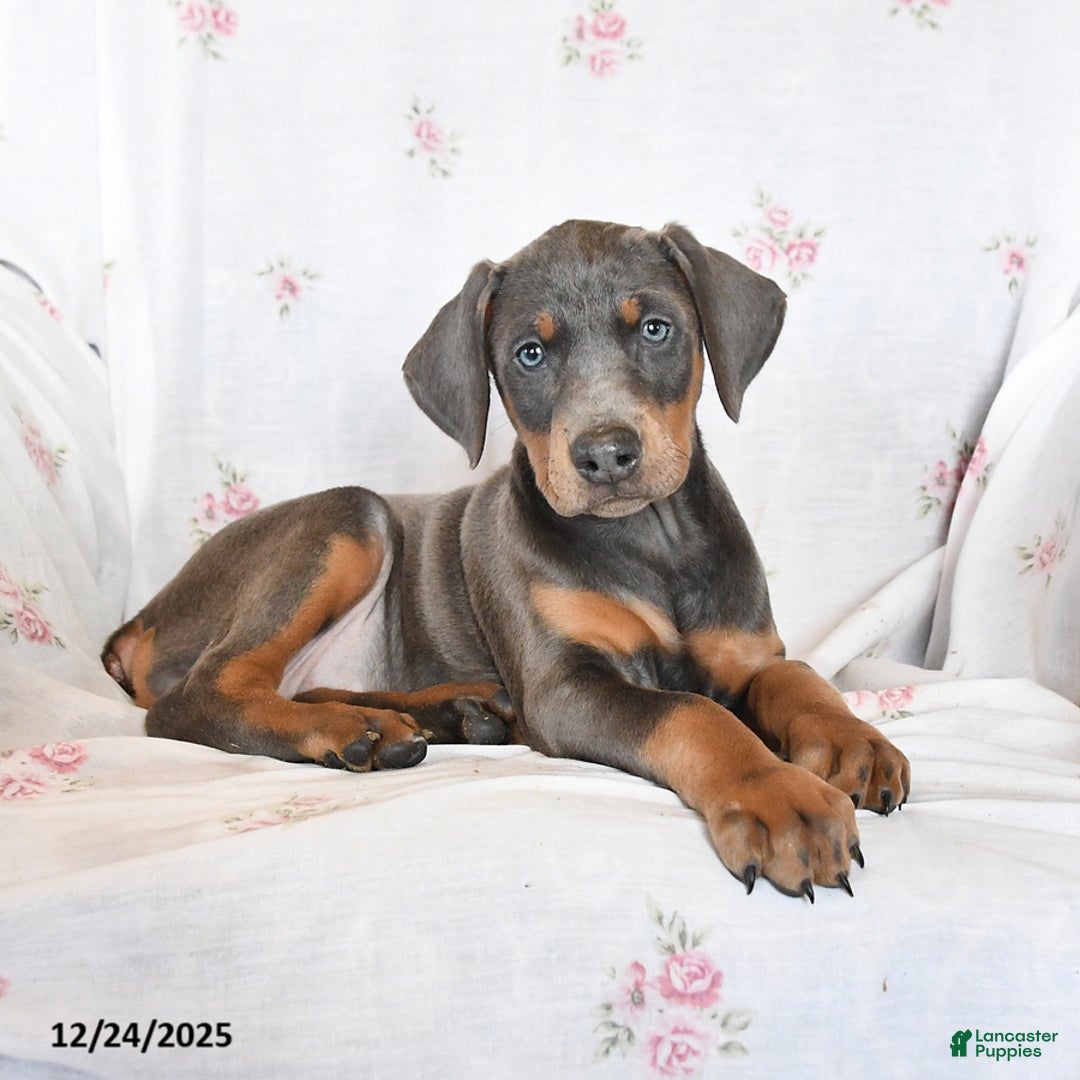 Doberman Pinscher dogs for sale: Sarah - Ad 2