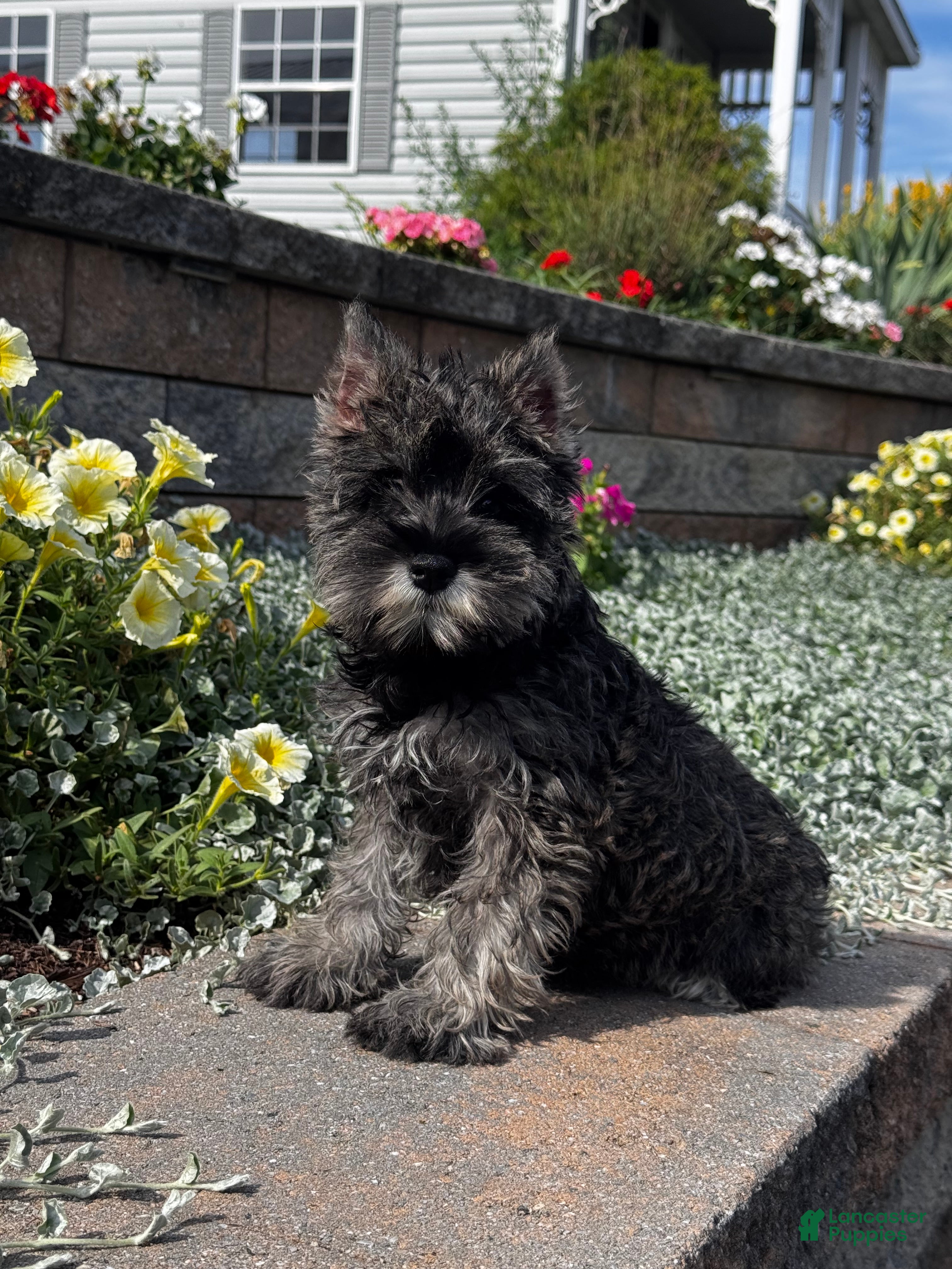 Miniature Schnauzer dogs Khloe - Ad 31
