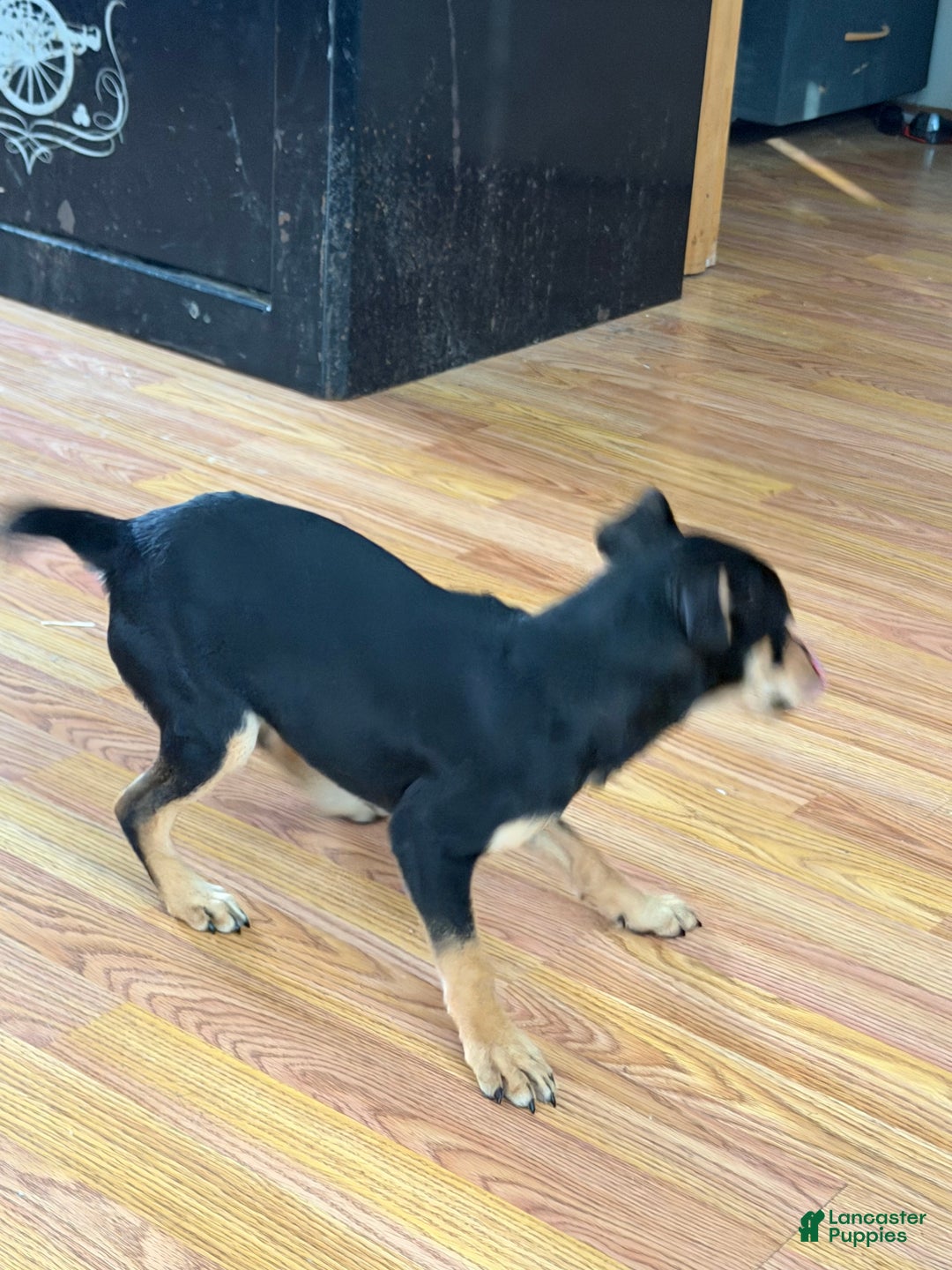 Rat Terrier dogs for sale: Lexi - Ad 2