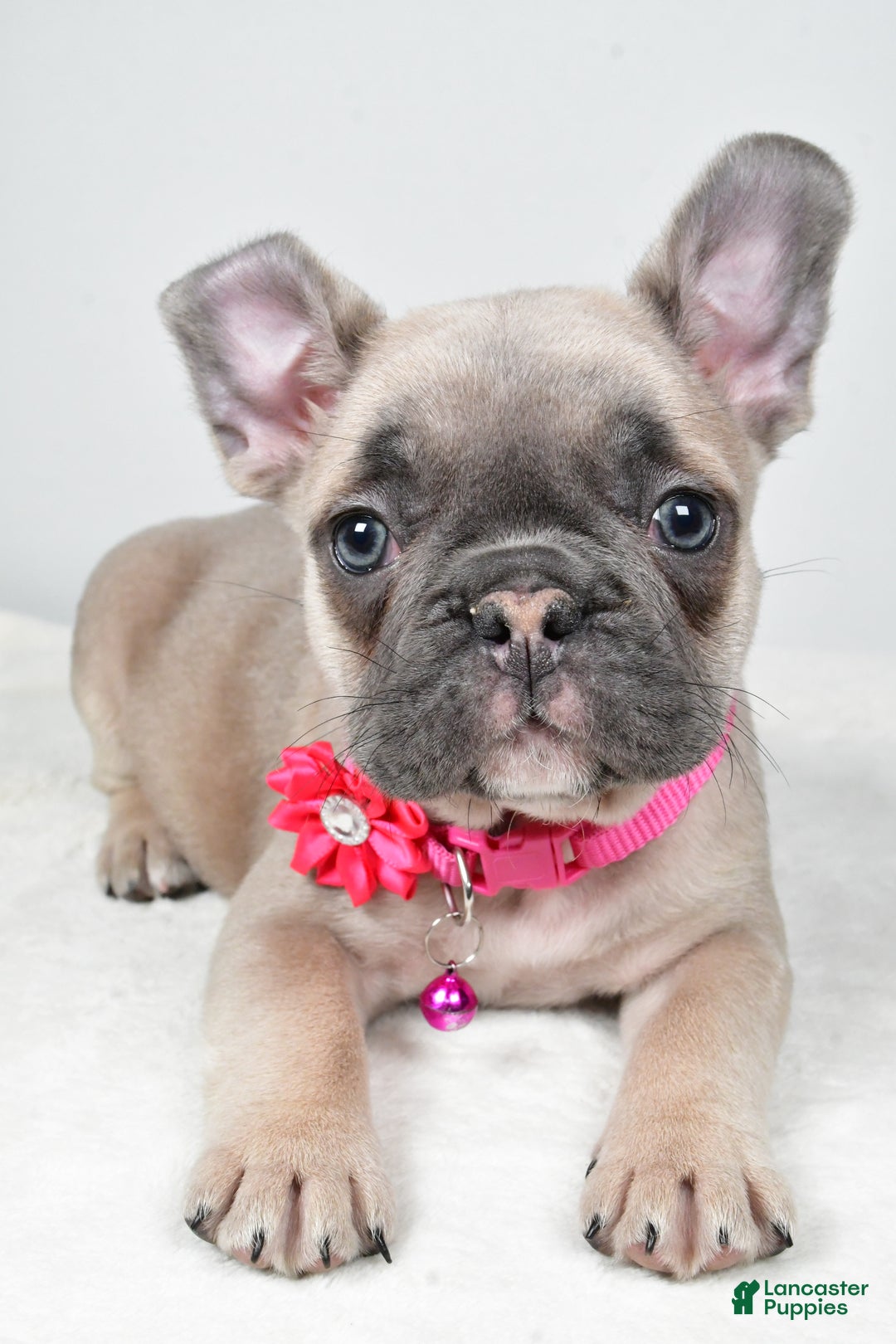 Mixed Breed dogs for sale: Reese - Ad 4