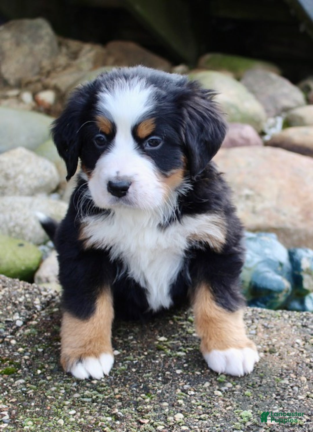 Bernese Mountain Dog dogs for sale: Loki - Ad 3
