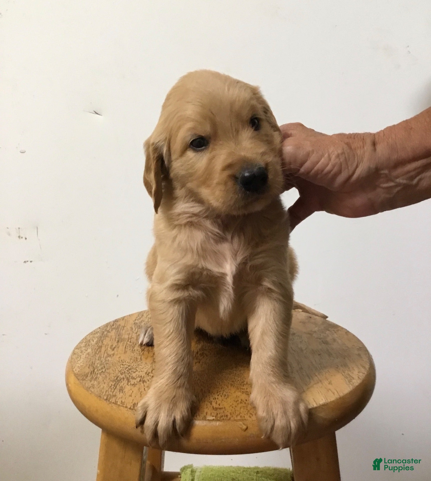 Golden Retriever dogs Golden Retriever 1 - Ad 1