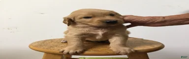 Golden Retriever 1