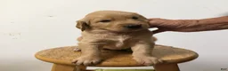 Golden Retriever dogs for sale: Golden Retriever 1 - Ad 1