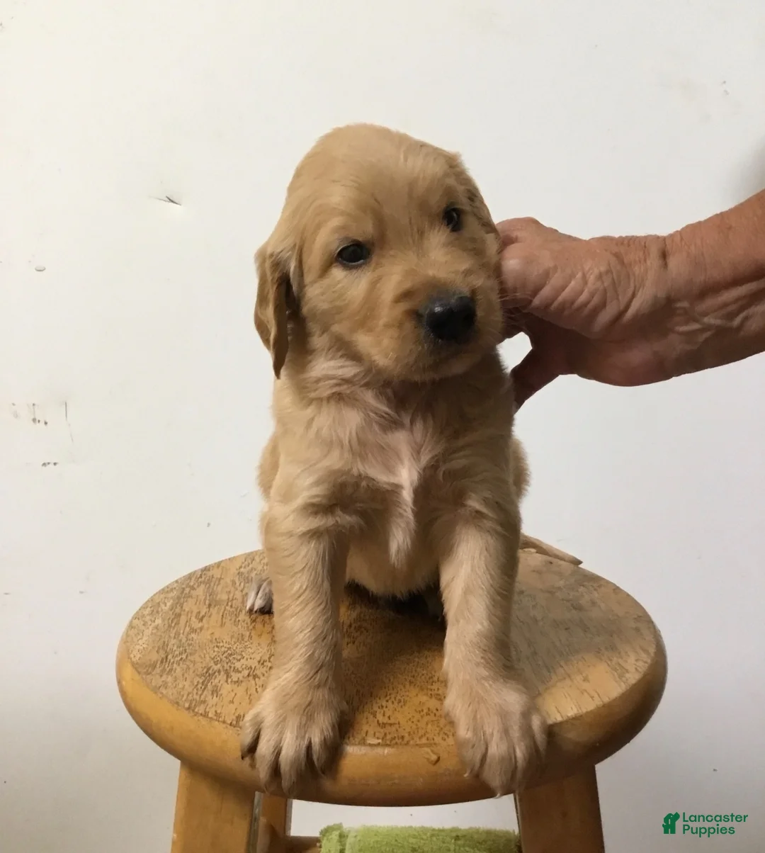 Golden Retriever dogs for sale: Golden Retriever 1 - Ad 1