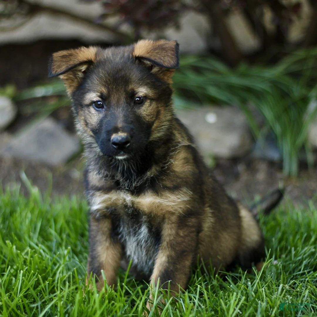 Mixed Breed dogs for sale: Olive  - Ad 1