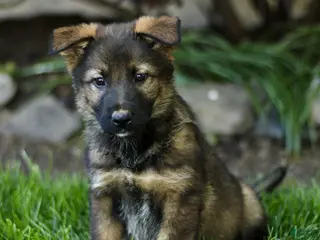 Mixed Breed dogs for sale: Olive - Ad 2