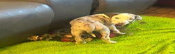Great Dane dogs for sale: Nalia - Ad 2