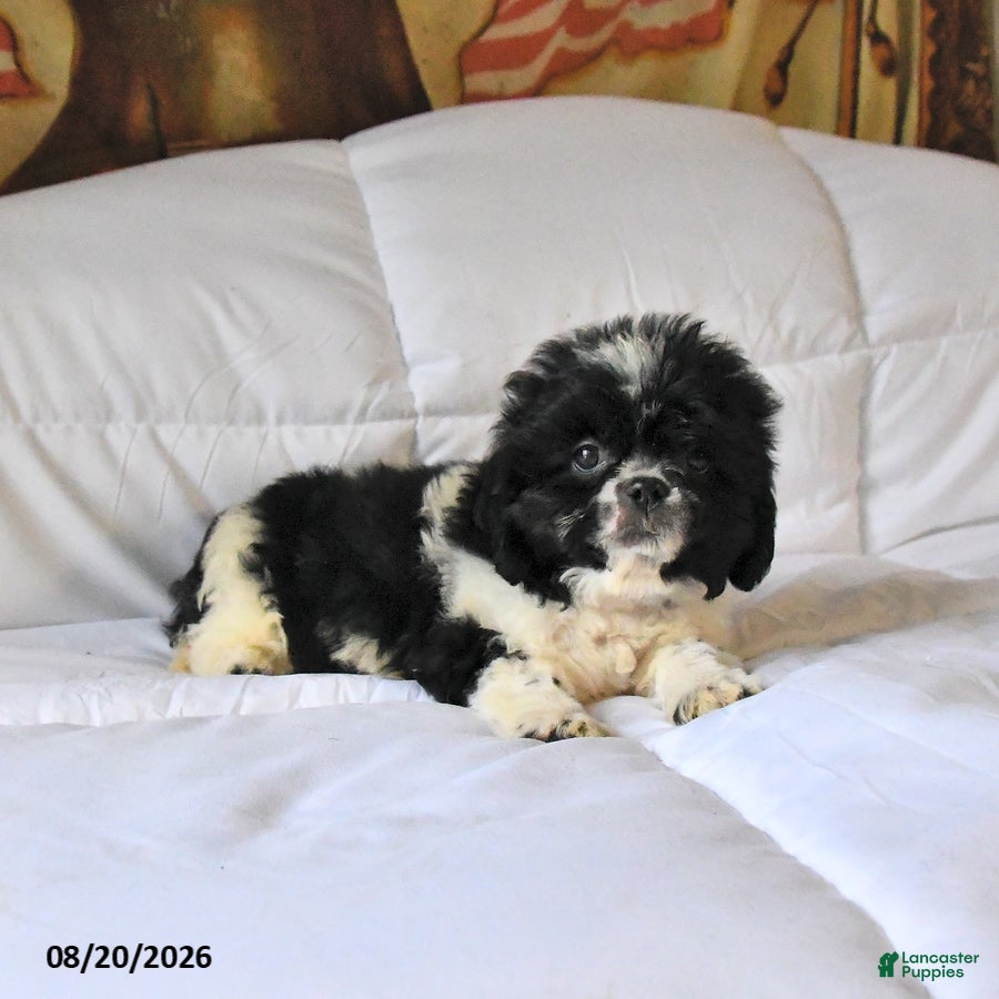 Shih Tzu dogs Max - Ad 2