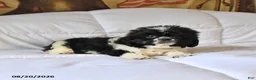 Shih Tzu dogs for sale: Max - Ad 2