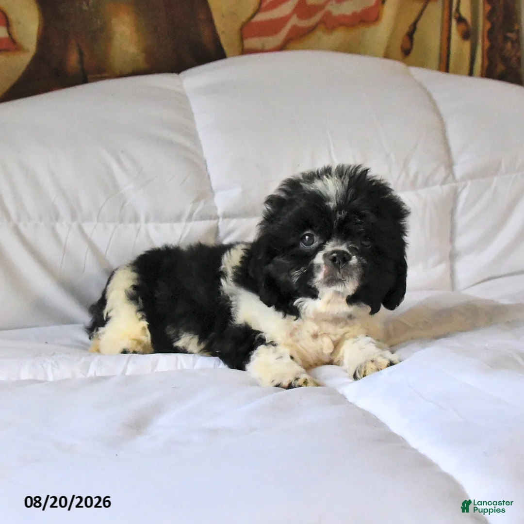 Shih Tzu dogs for sale: Max - Ad 2
