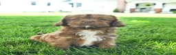 Mixed Breed dogs for sale: Samson  - Ad 3