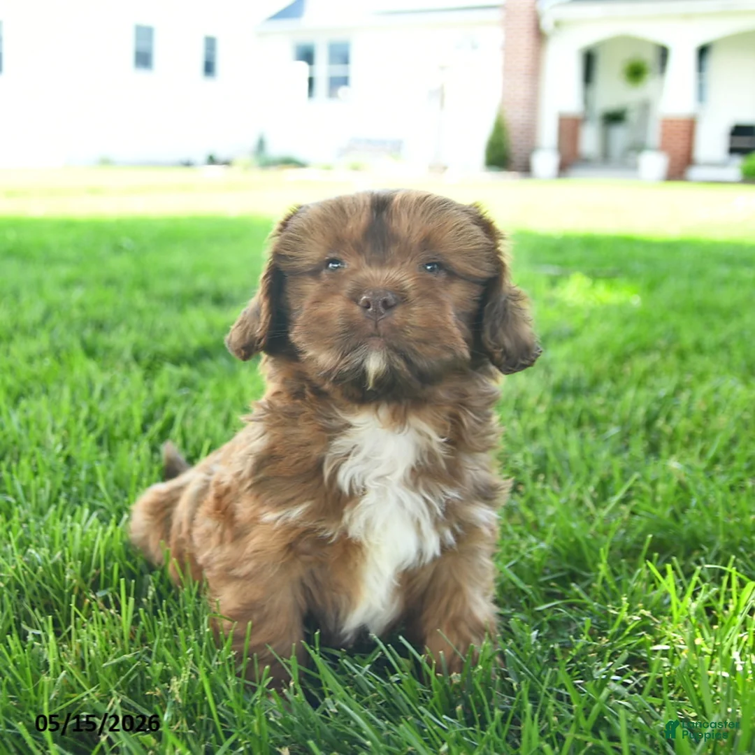 Mixed Breed dogs for sale: Samson  - Ad 3