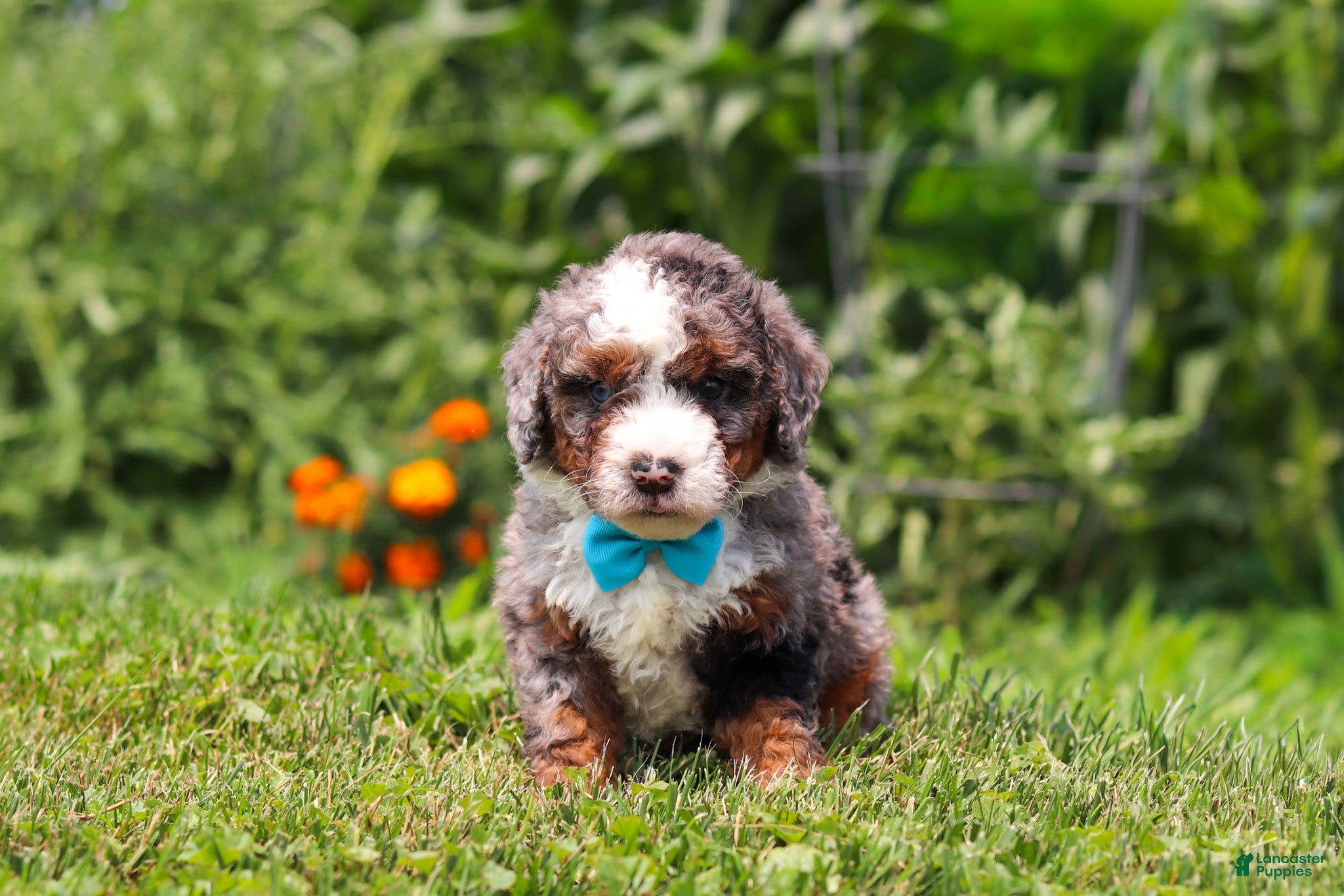 Mini Bernedoodle dogs Gunner - Ad 1