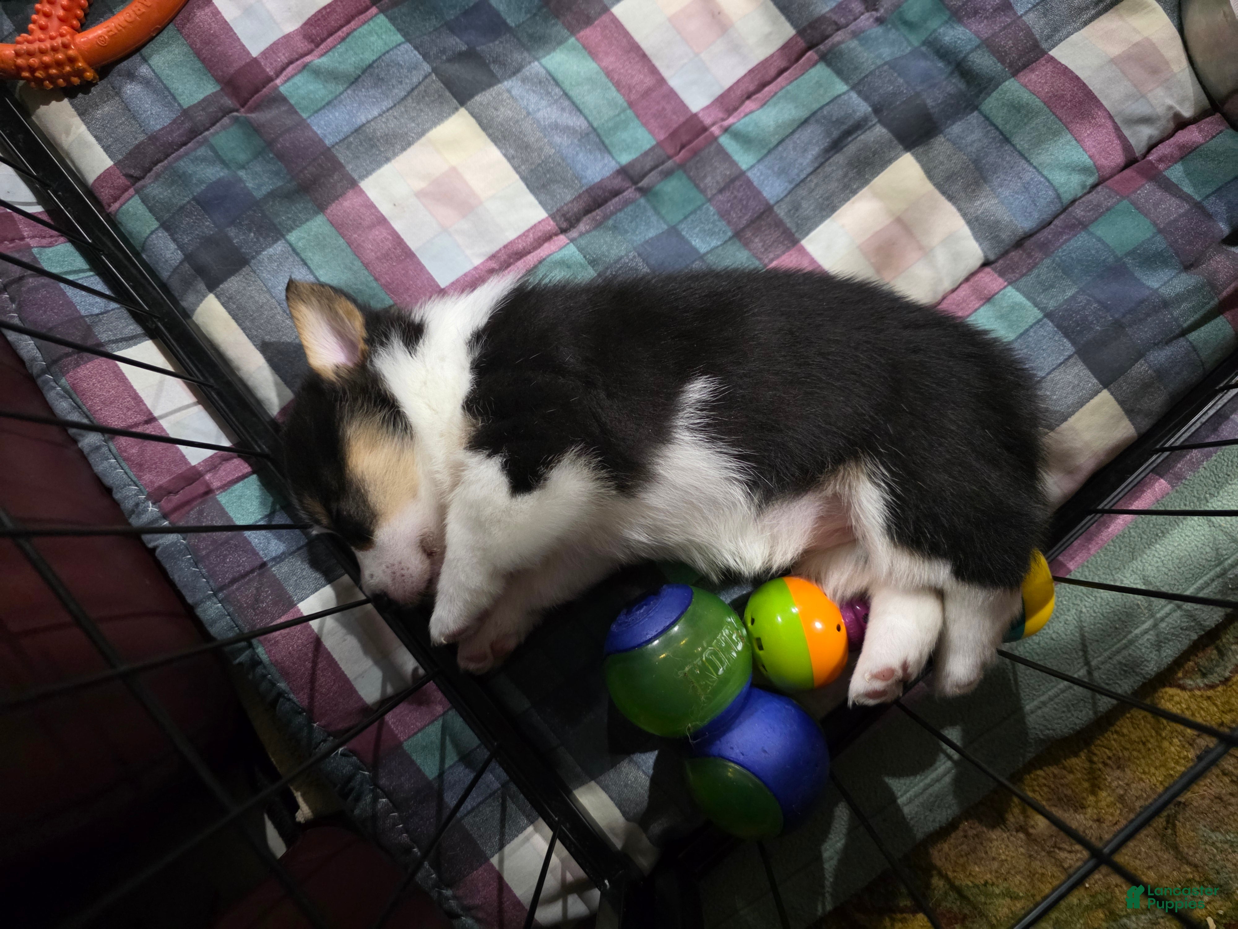 Welsh Corgi Pembroke dogs Welsh Corgi Pembroke 6 - Ad 2
