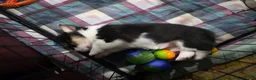 Welsh Corgi Pembroke dogs for sale: Welsh Corgi Pembroke 6 - Ad 2
