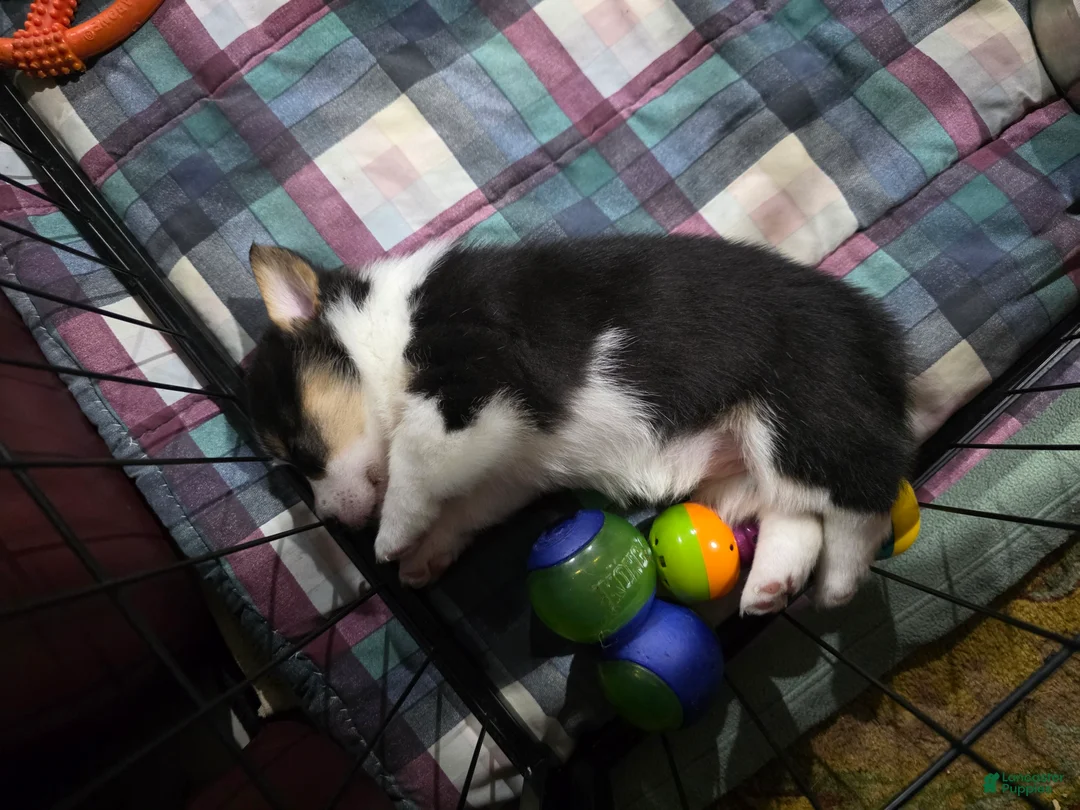 Welsh Corgi Pembroke dogs for sale: Welsh Corgi Pembroke 6 - Ad 2